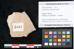Foto (Objekt + Etikett) von Cystoseira communis Unger (NHMW-GEO-2024-0188-6641)